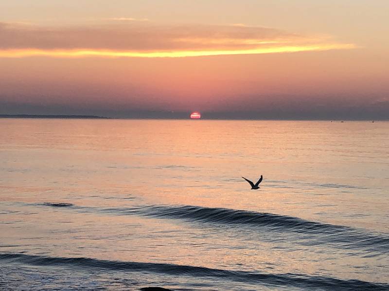[ sunrise w gull ]